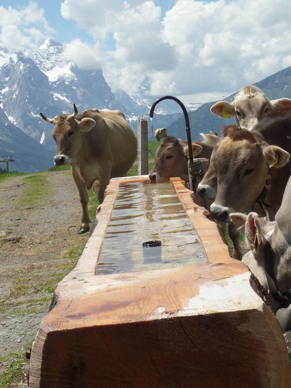 Ferienhaus Altogold Swiss Holidays At Manor Farm 5* Interlaken